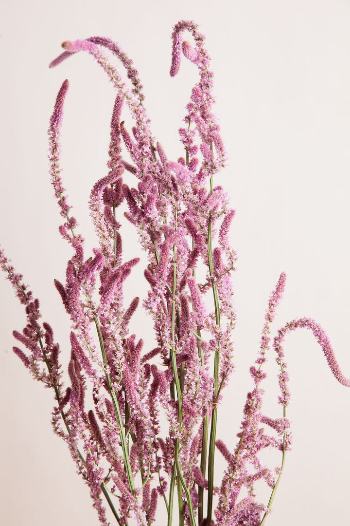 Bunches Pink Russian Statice send a bouquet- the best flower delivery