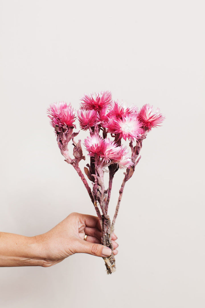 Bunches Pink Silver Daisy send a bouquet- the best flower delivery