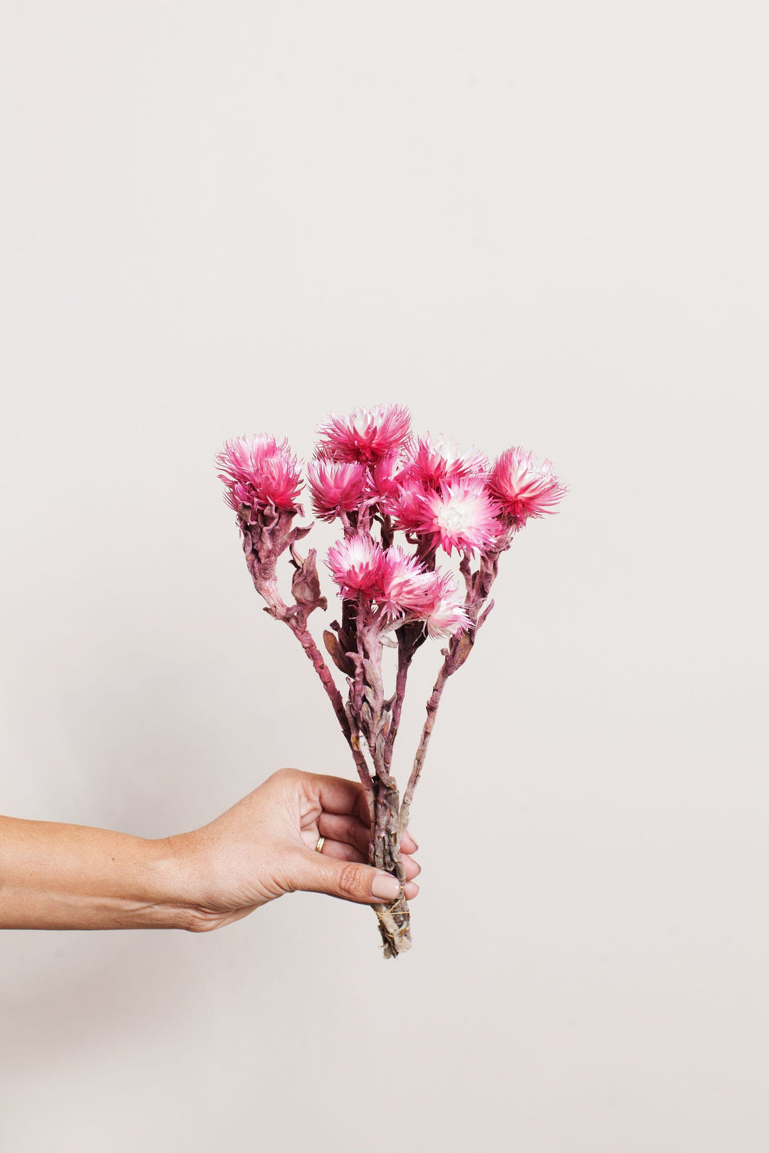 Bunches Pink Silver Daisy send a bouquet- the best flower delivery