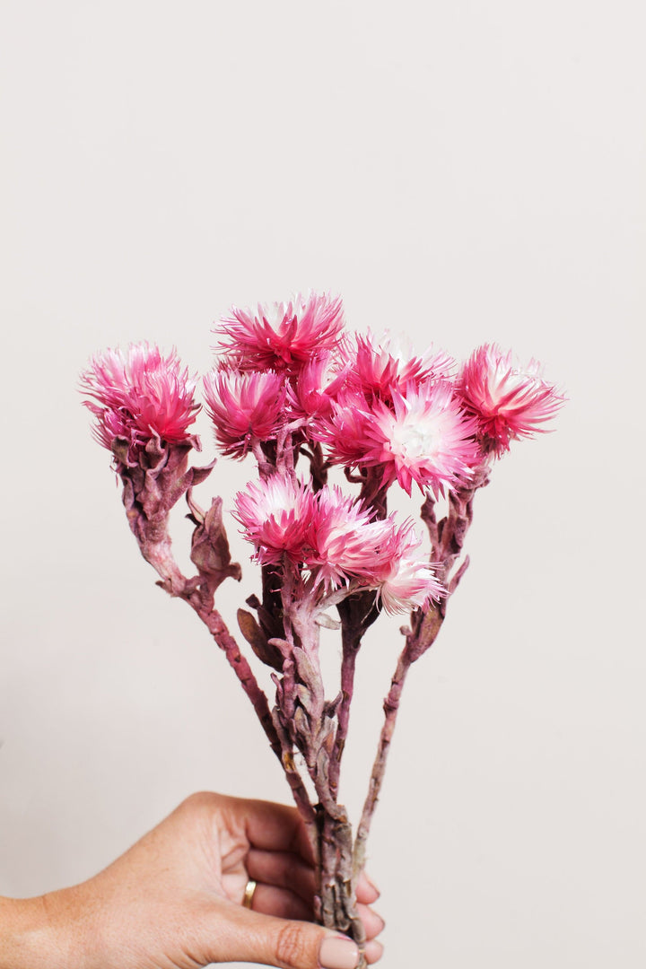 Bunches Pink Silver Daisy send a bouquet- the best flower delivery