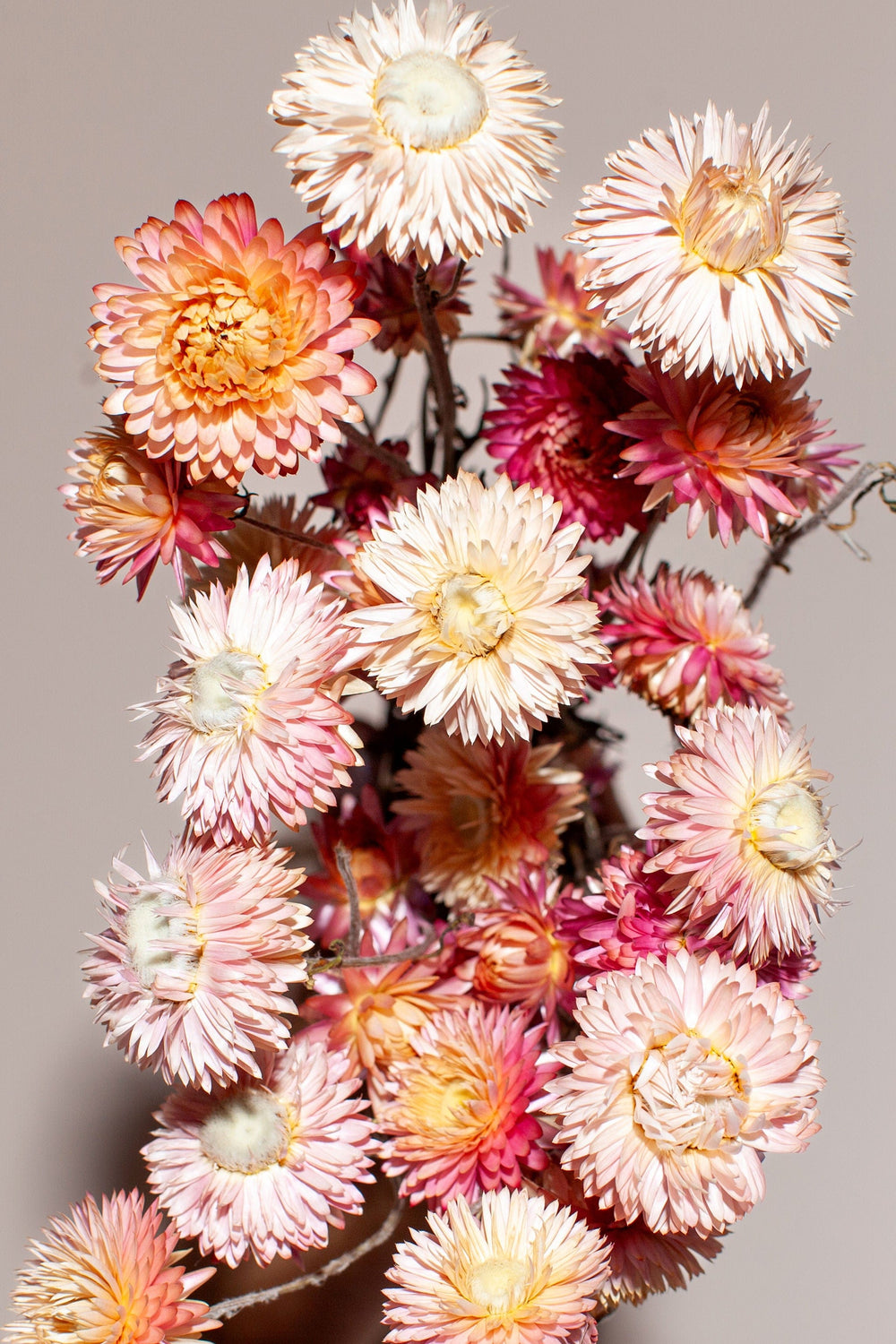 Idlewild Floral Co. Bunches Pink Strawflower