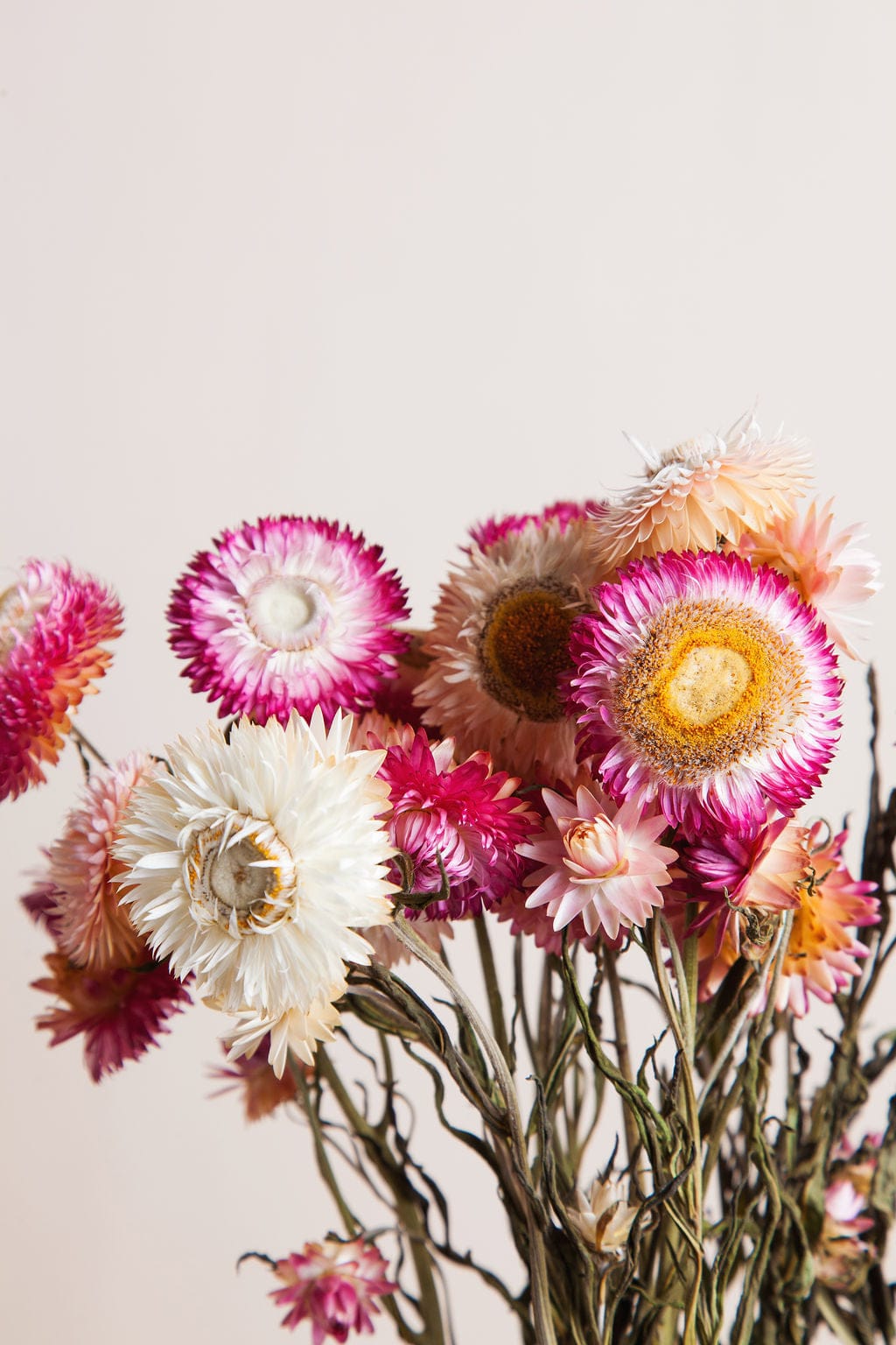 Bunches Pink Strawflower send a bouquet- the best flower delivery