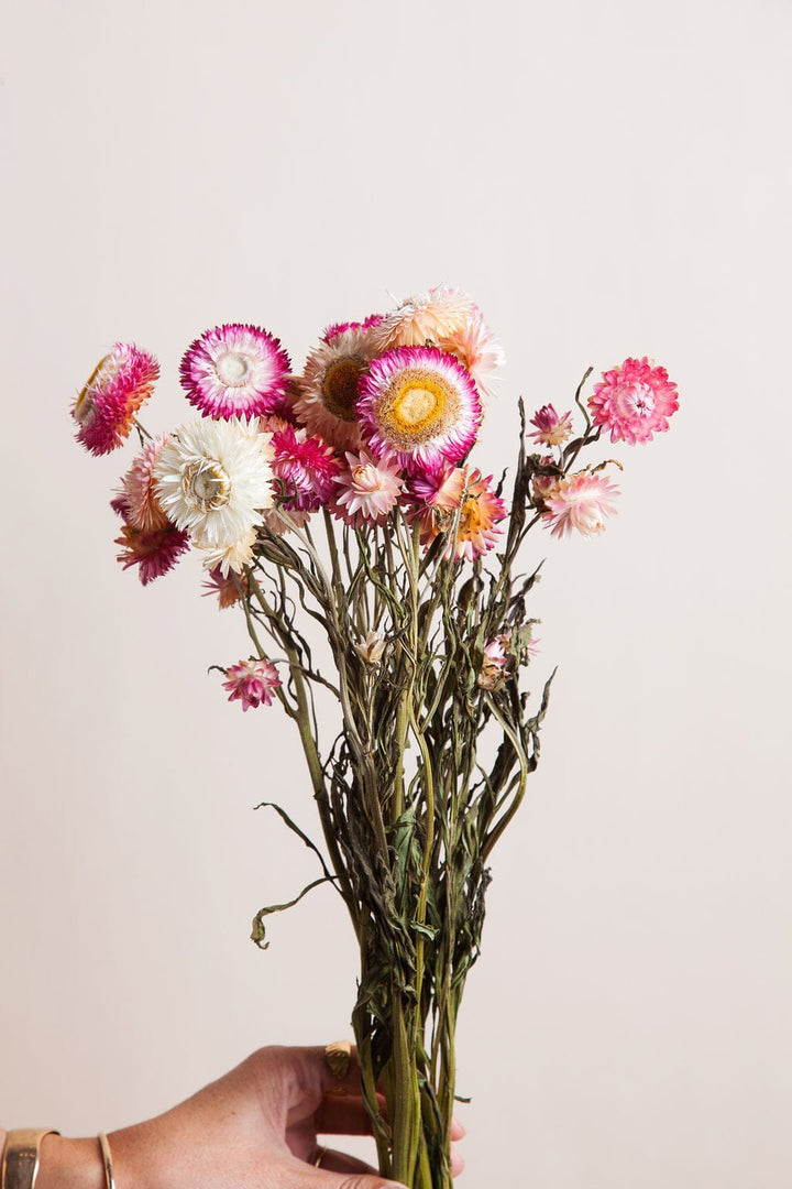 Bunches Pink Strawflower send a bouquet- the best flower delivery