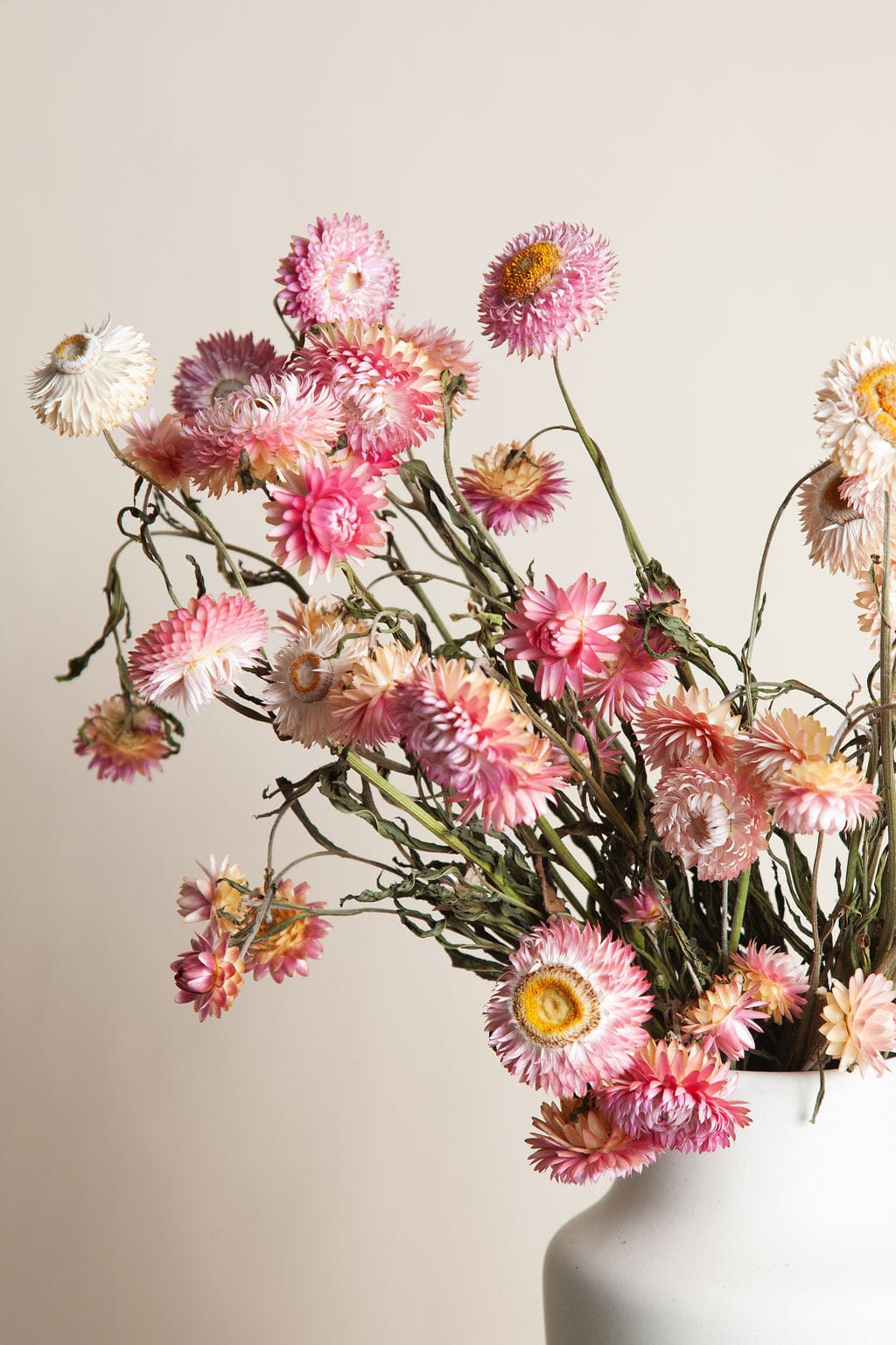 Bunches Pink Strawflower send a bouquet- the best flower delivery