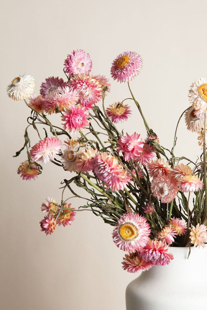Bunches Pink Strawflower send a bouquet- the best flower delivery