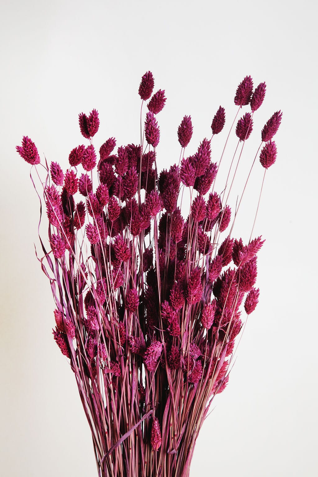 Bunches Plum Dried Phalaris Grass send a bouquet- the best flower delivery