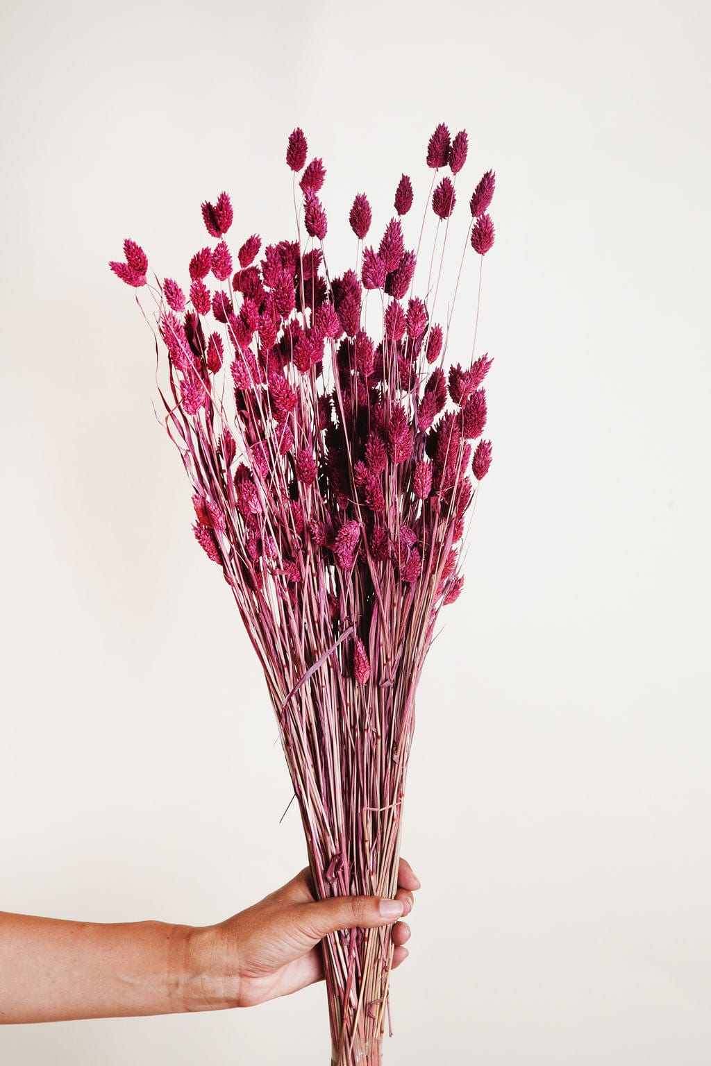 Bunches Plum Dried Phalaris Grass send a bouquet- the best flower delivery
