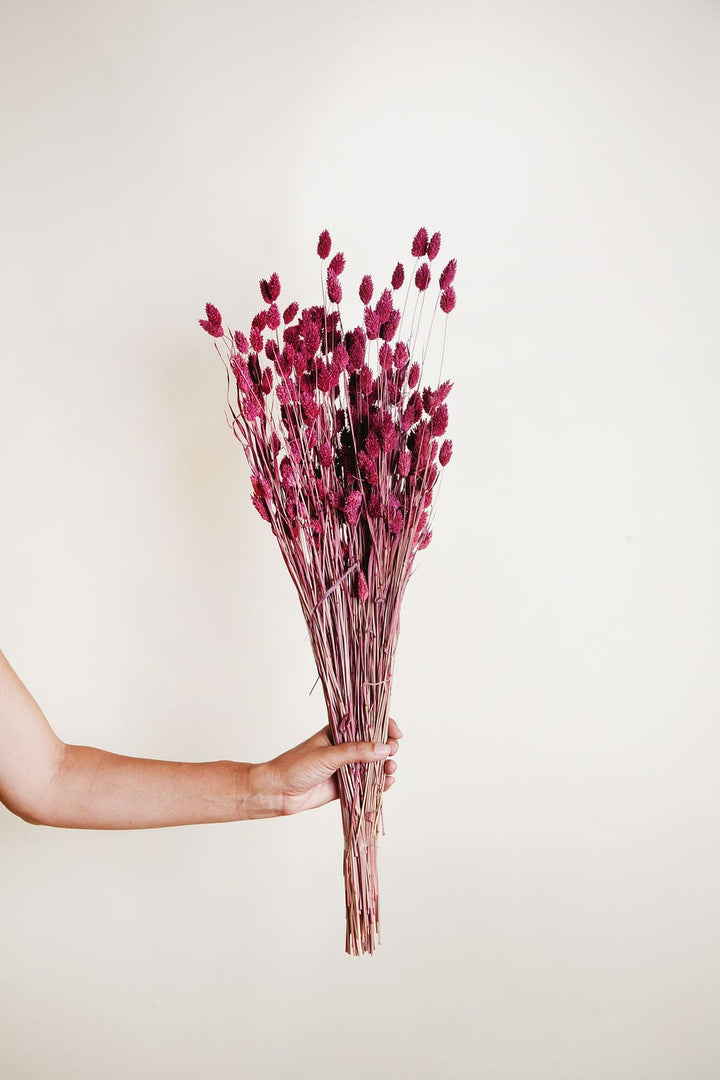 Bunches Plum Dried Phalaris Grass send a bouquet- the best flower delivery