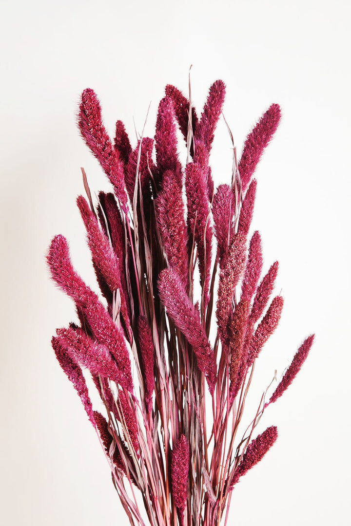 Bunches Plum Dried Setarea Grass send a bouquet- the best flower delivery