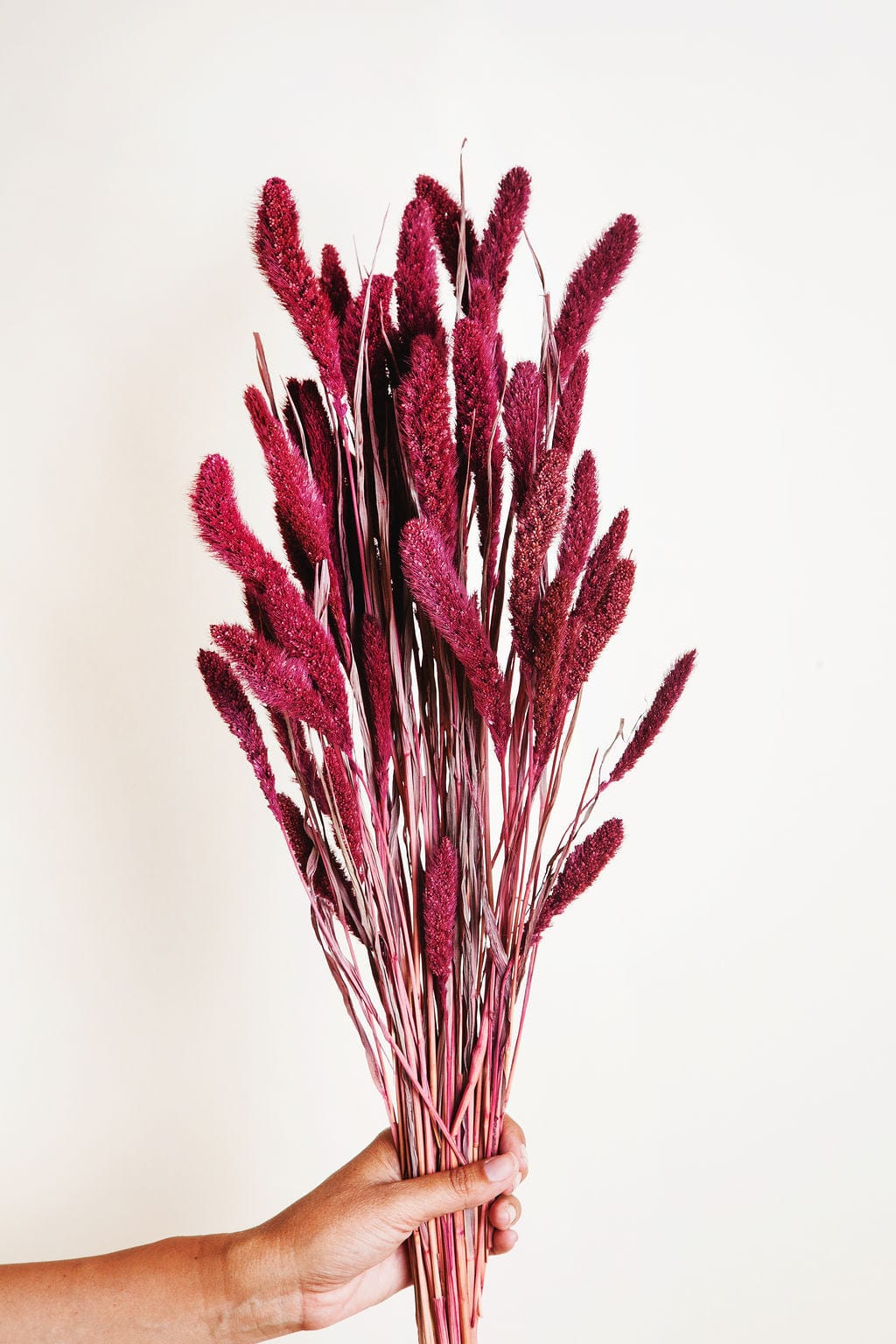 Bunches Plum Dried Setarea Grass send a bouquet- the best flower delivery
