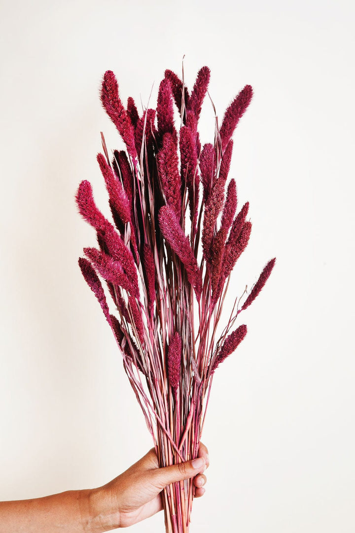 Bunches Plum Dried Setarea Grass send a bouquet- the best flower delivery