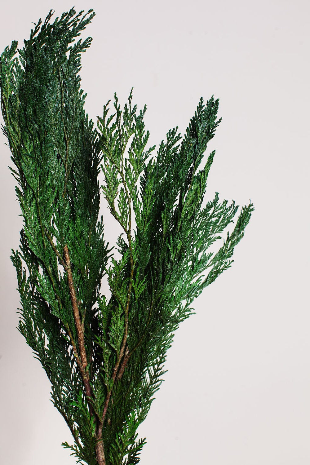 Idlewild Floral Co. Bunches Preserved Cedar