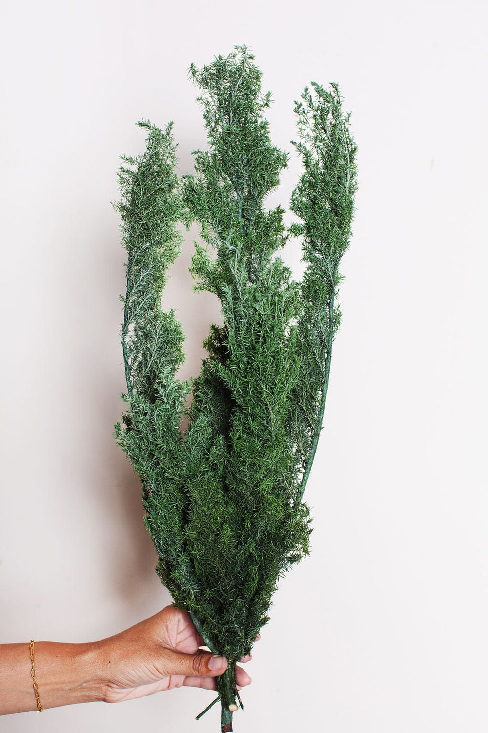 Idlewild Floral Co. Bunches Preserved Cypress