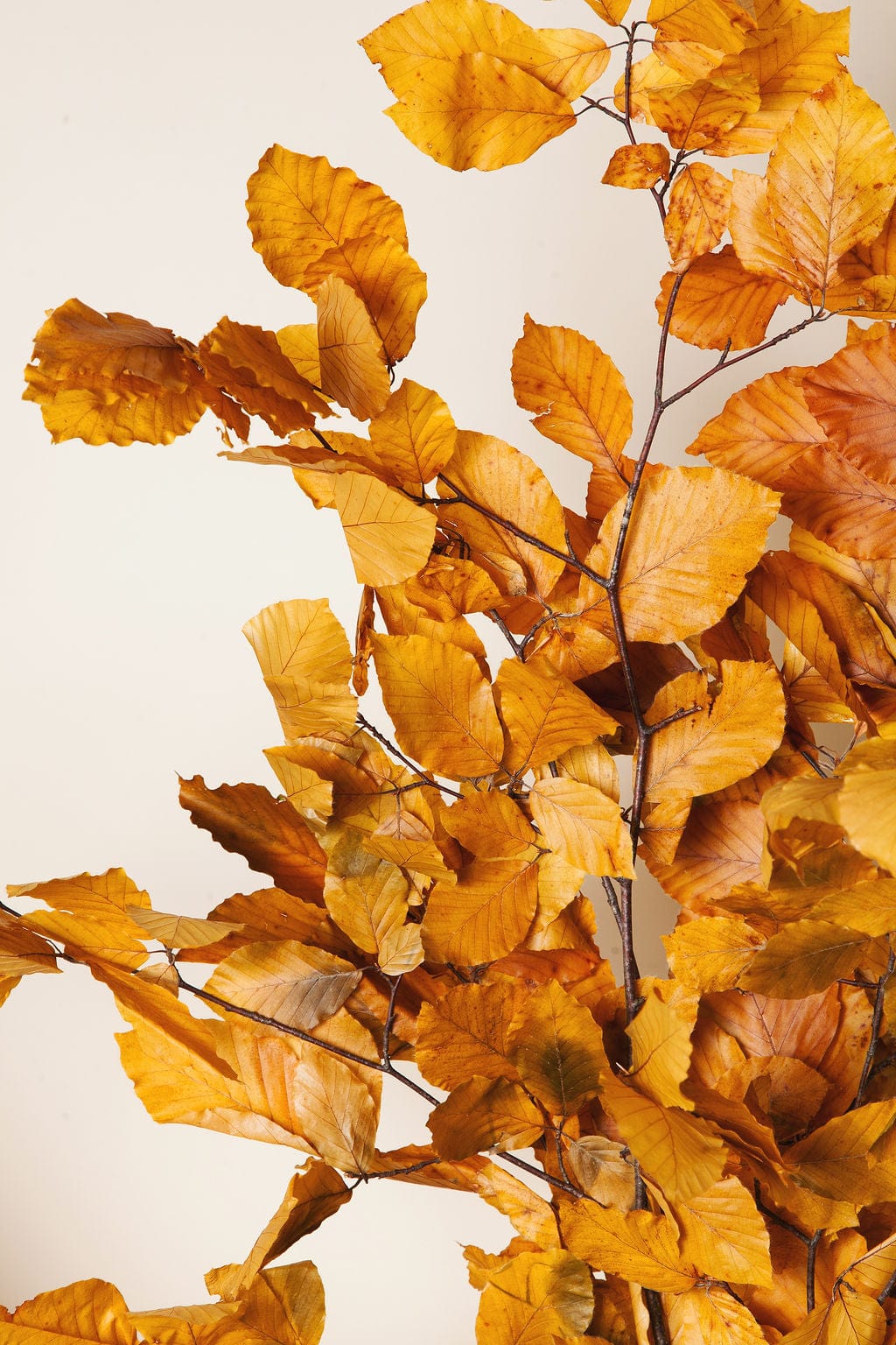 Bunches Preserved Golden Beech send a bouquet- the best flower delivery