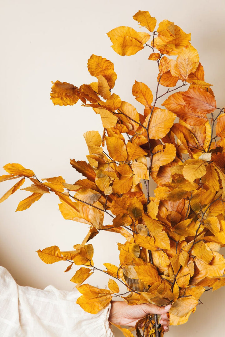 Bunches Preserved Golden Beech send a bouquet- the best flower delivery