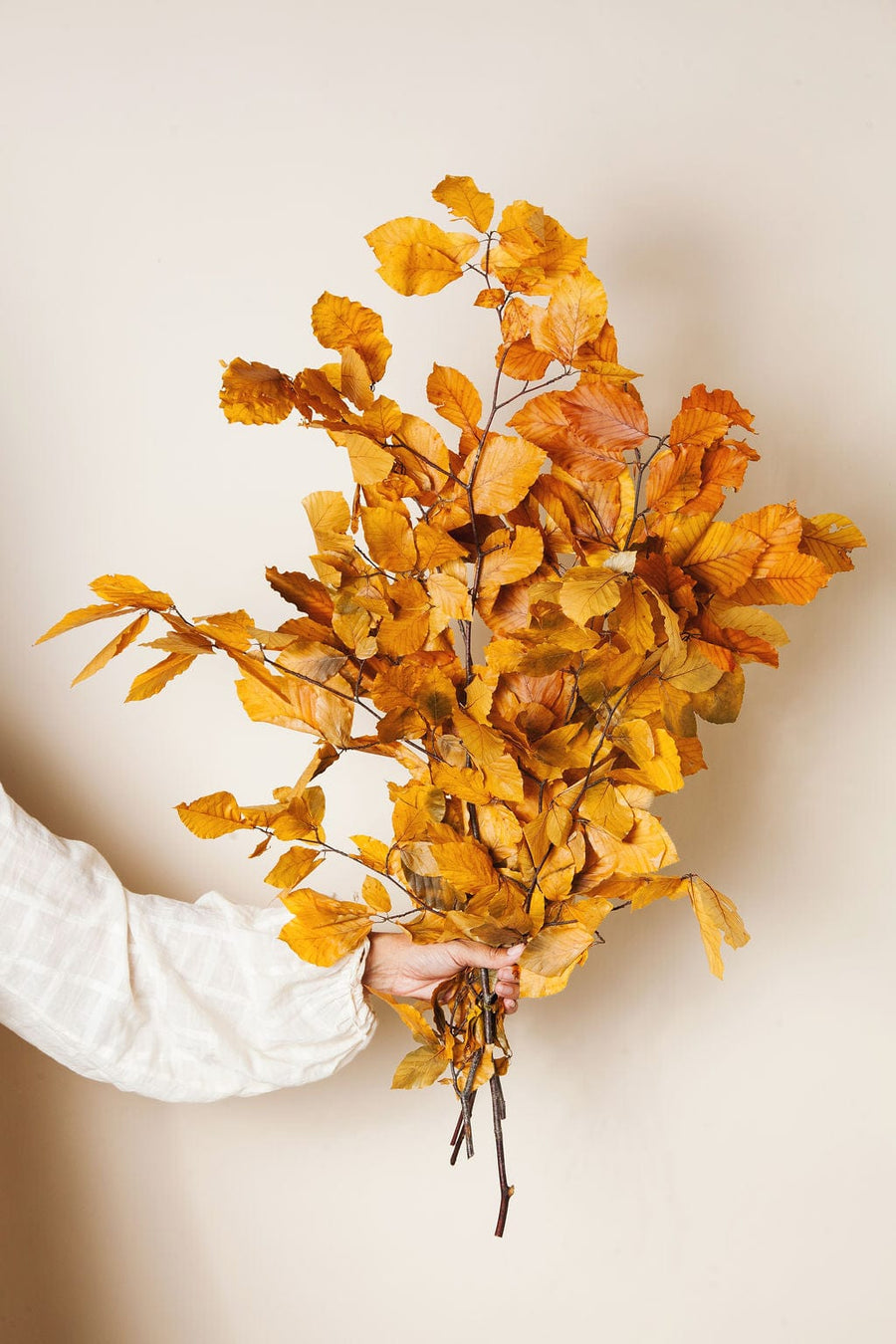 Bunches Preserved Golden Beech send a bouquet- the best flower delivery