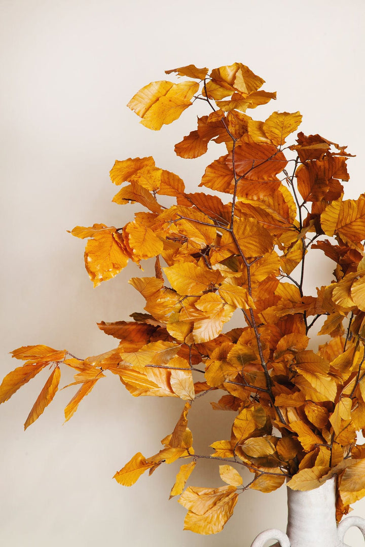 Bunches Preserved Golden Beech send a bouquet- the best flower delivery