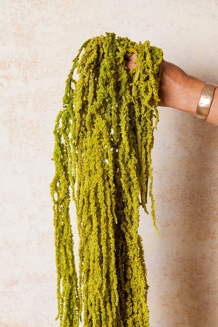 Bunches Preserved Green Hanging Amaranthus send a bouquet- the best flower delivery