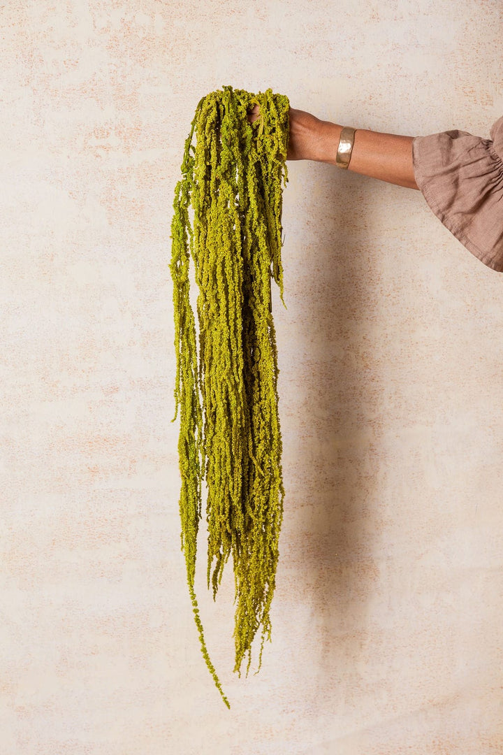 Bunches Preserved Green Hanging Amaranthus send a bouquet- the best flower delivery