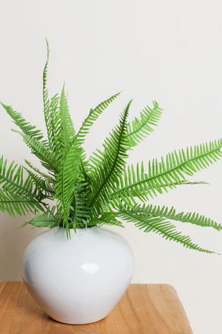 Bunches Preserved Green Star Fern Bunch send a bouquet- the best flower delivery