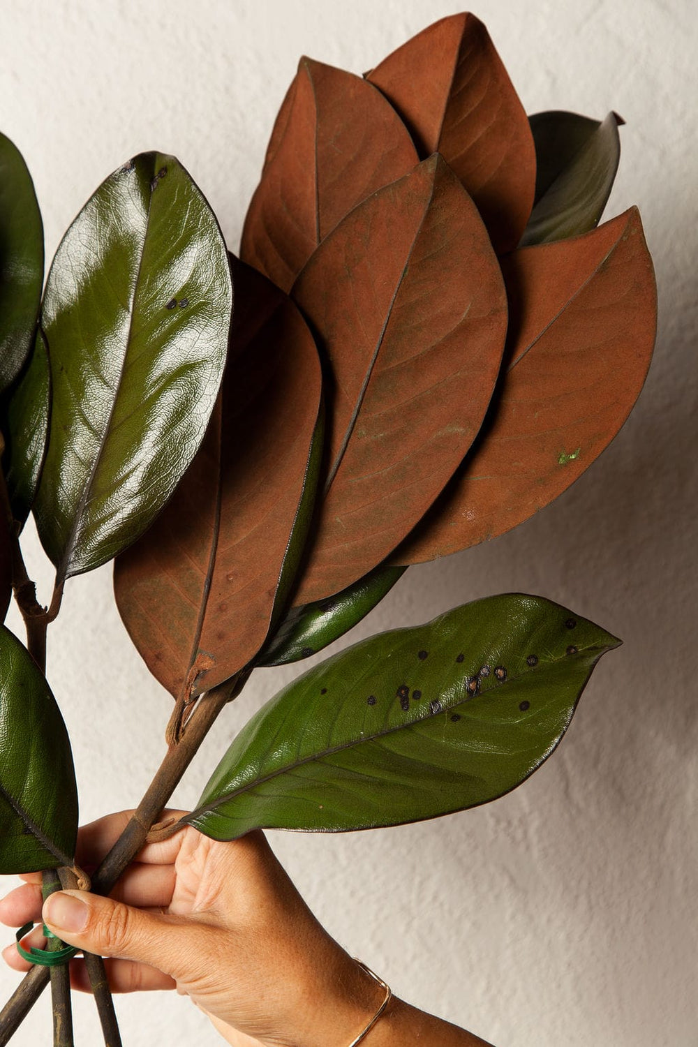 Bunches Preserved Magnolia Foliage send a bouquet- the best flower delivery