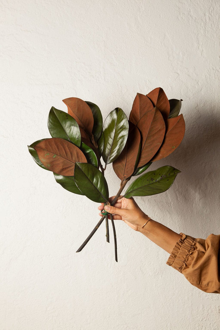 Bunches Preserved Magnolia Foliage send a bouquet- the best flower delivery