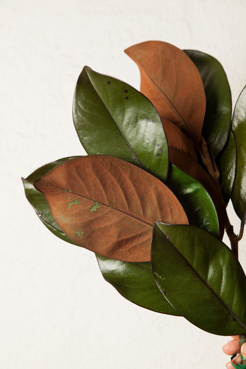 Bunches Preserved Magnolia Foliage send a bouquet- the best flower delivery