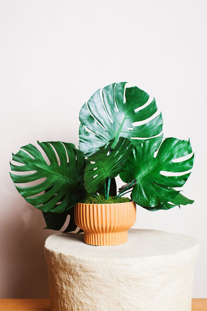 Plant Preserved Monstera Leaves send a bouquet- the best flower delivery