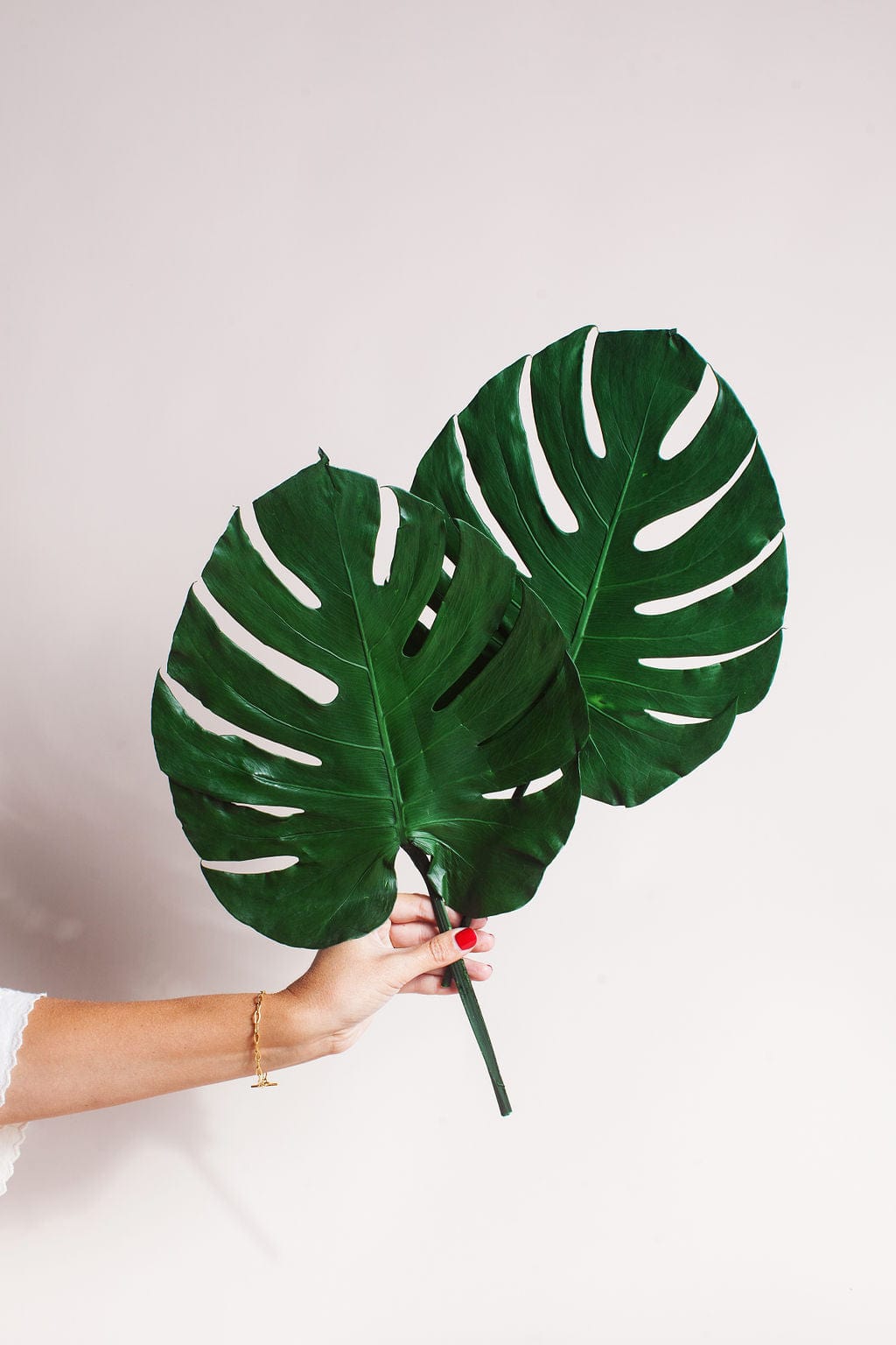 Plant Preserved Monstera Leaves send a bouquet- the best flower delivery