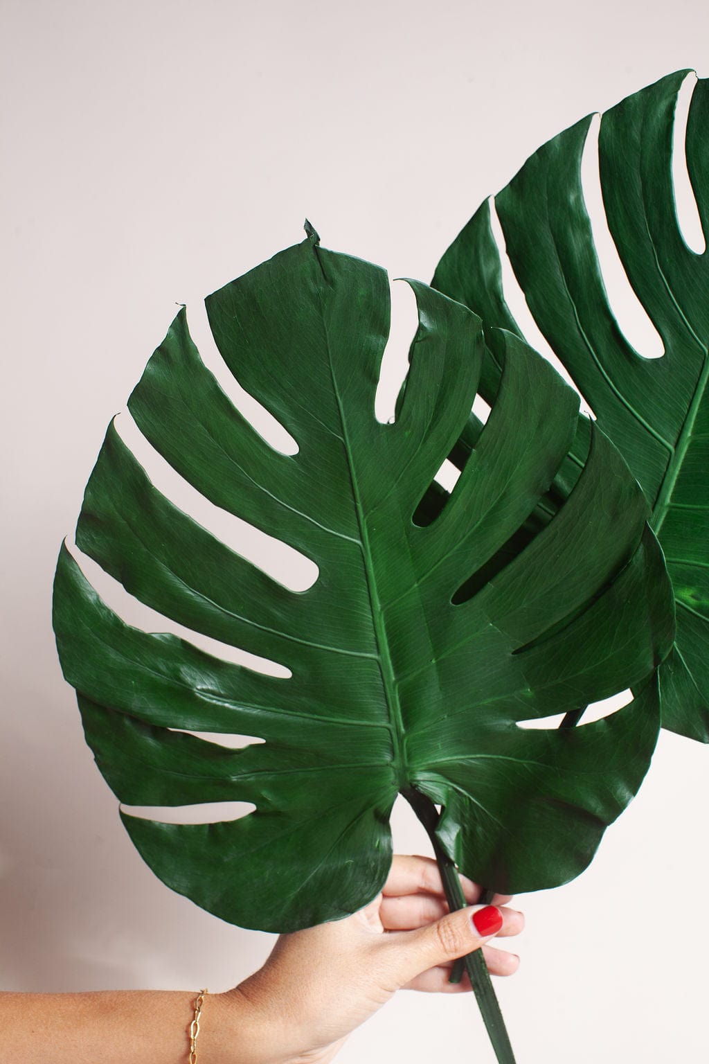 Plant Preserved Monstera Leaves send a bouquet- the best flower delivery