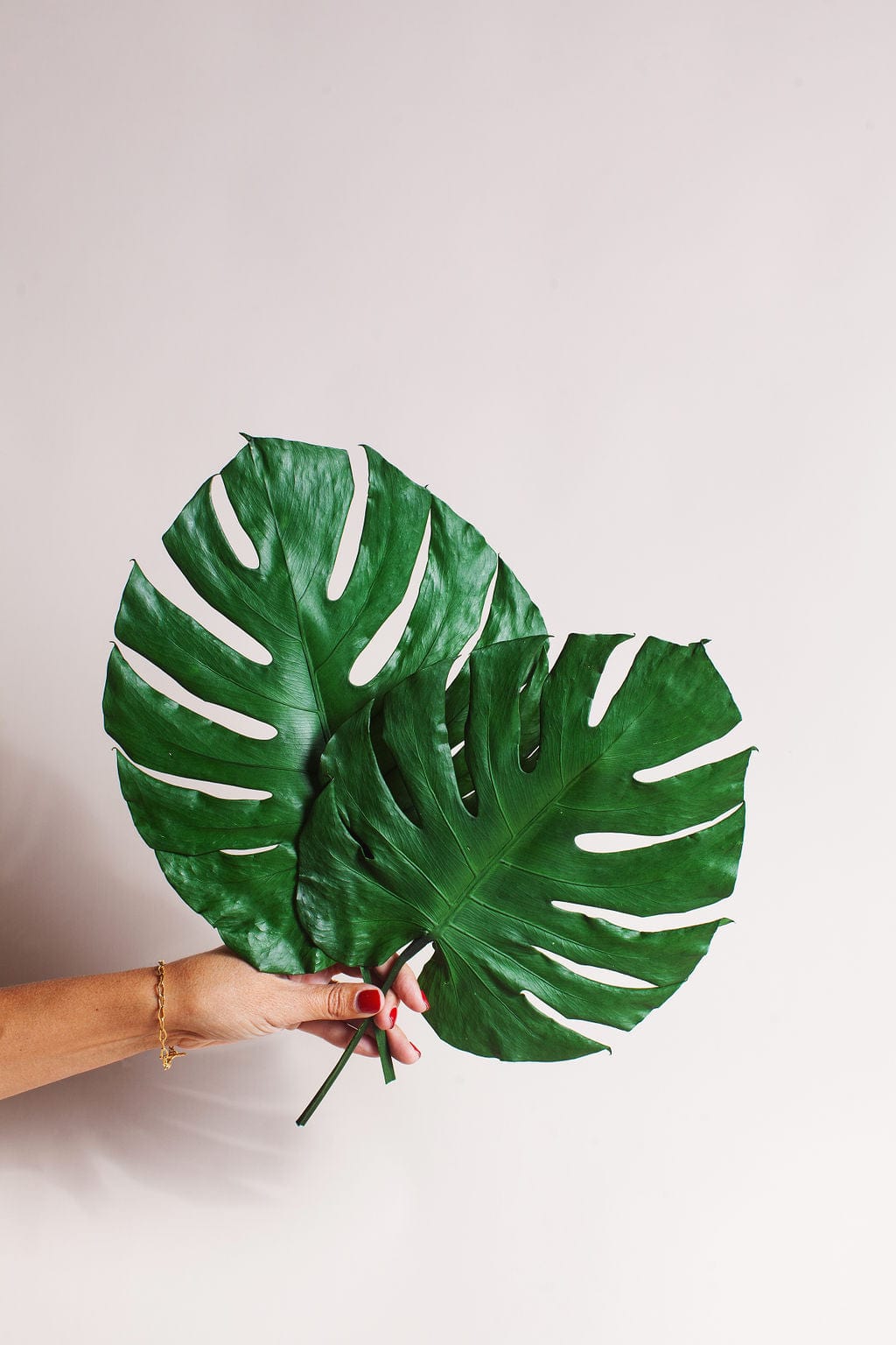 Plant Preserved Monstera Leaves send a bouquet- the best flower delivery