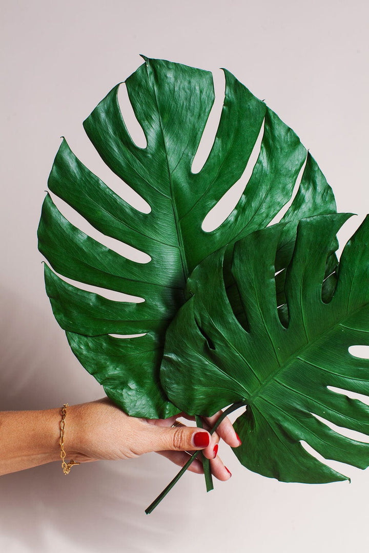 Plant Preserved Monstera Leaves send a bouquet- the best flower delivery