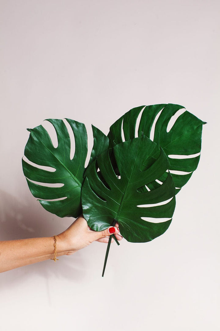 Plant Preserved Monstera Leaves send a bouquet- the best flower delivery