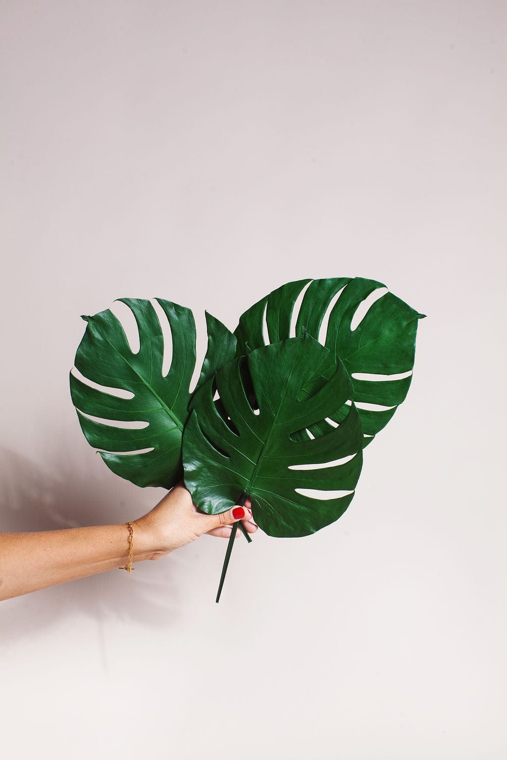 Plant Preserved Monstera Leaves send a bouquet- the best flower delivery