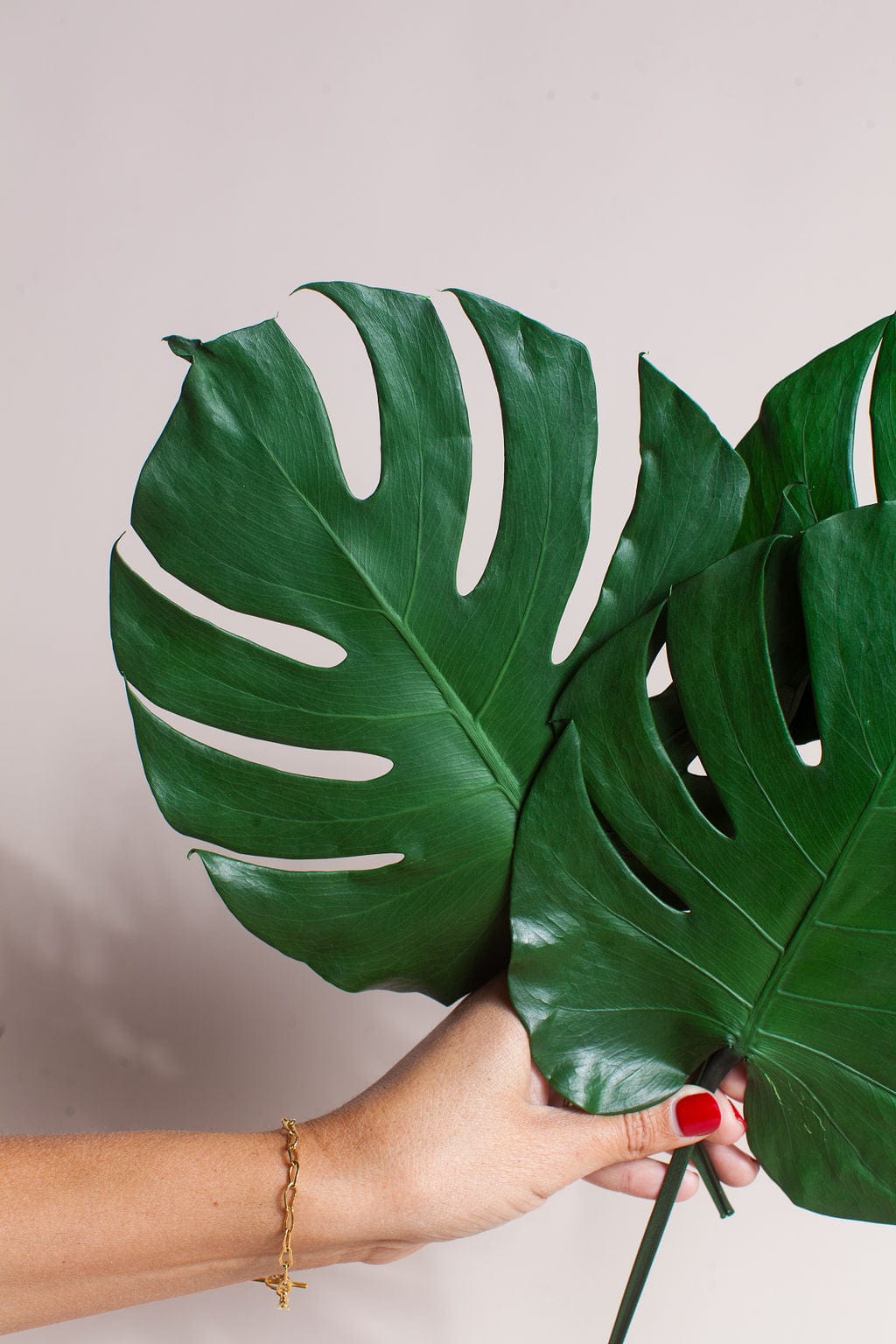 Plant Preserved Monstera Leaves send a bouquet- the best flower delivery