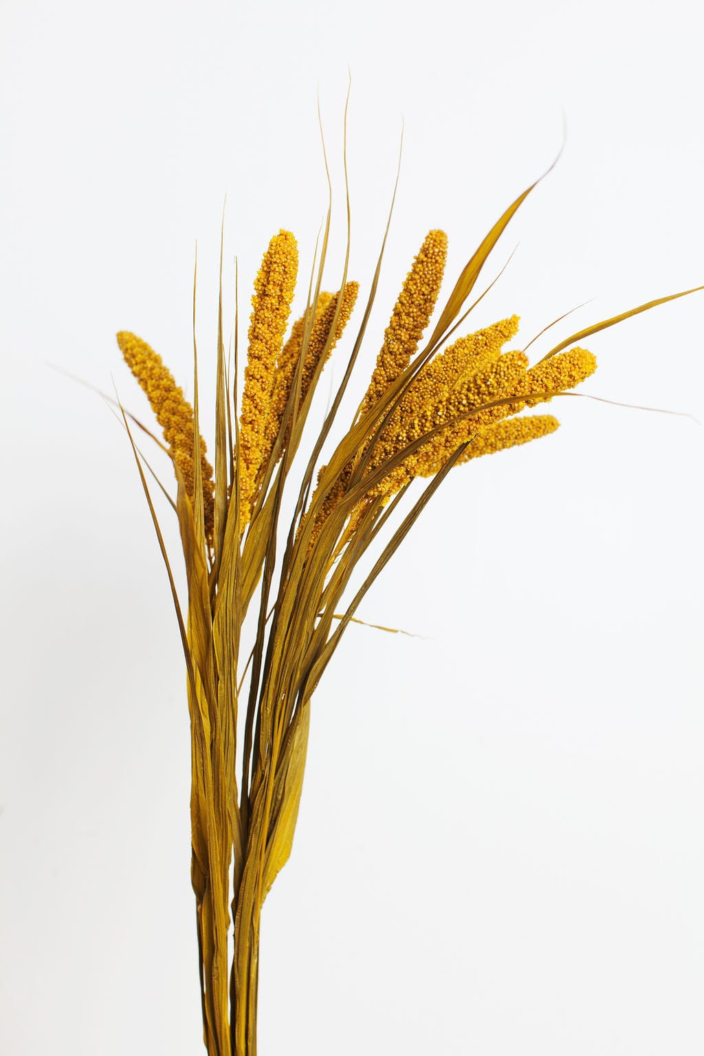 Bunches Preserved Mustard Millet send a bouquet- the best flower delivery