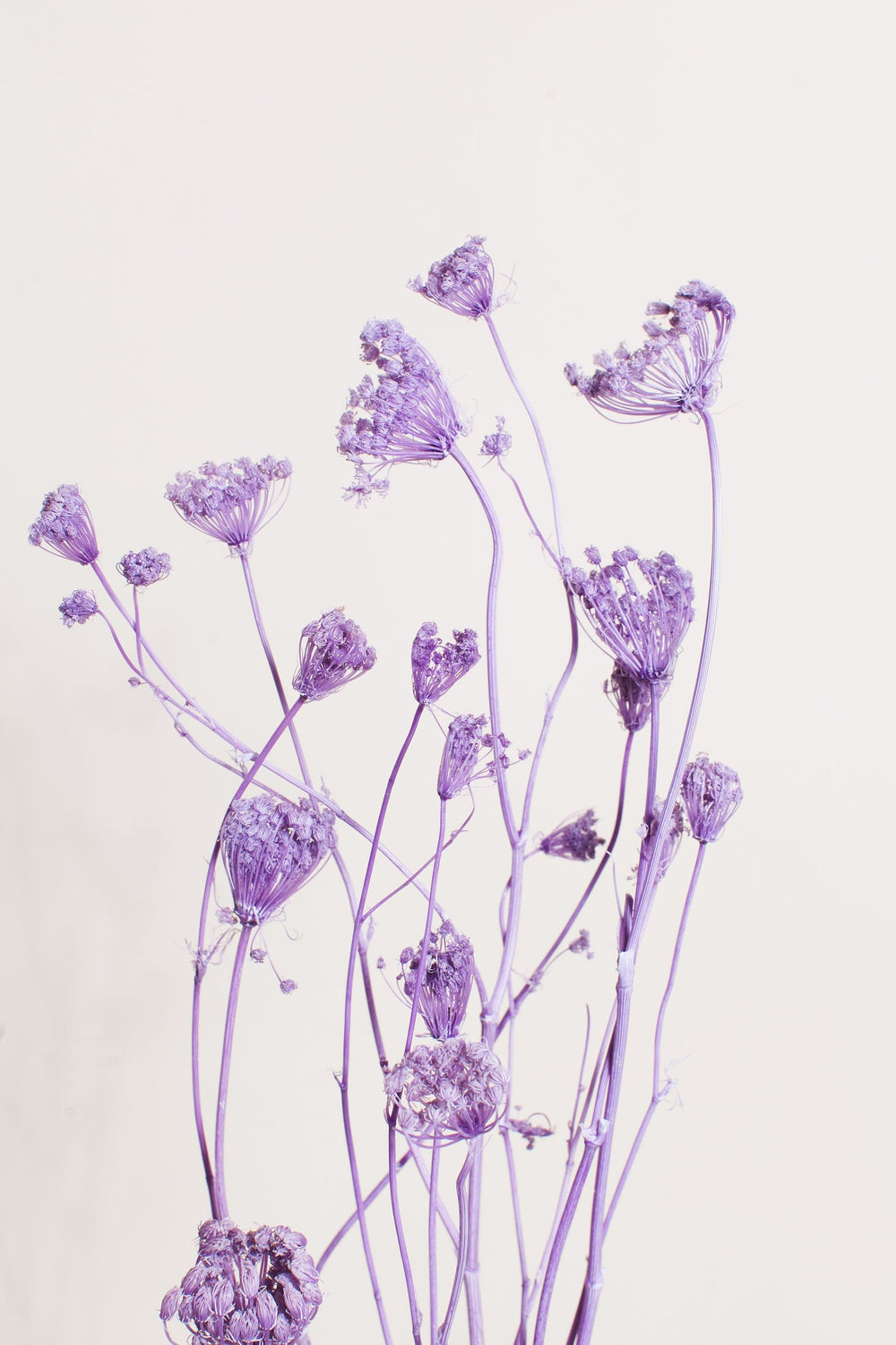 Bunches Preserved Purple Fennel send a bouquet- the best flower delivery