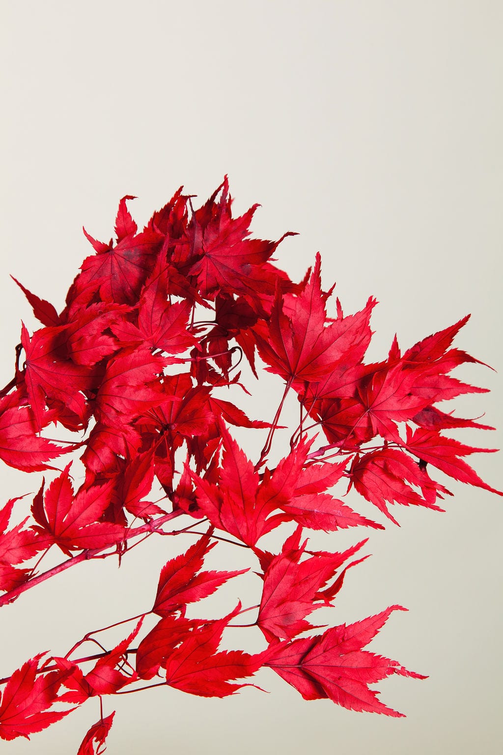 Bunches Preserved Red Japanese Maple Branches send a bouquet- the best flower delivery