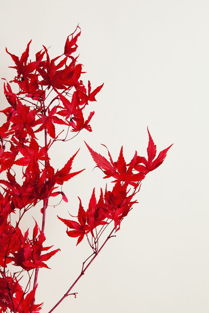 Bunches Preserved Red Japanese Maple Branches send a bouquet- the best flower delivery