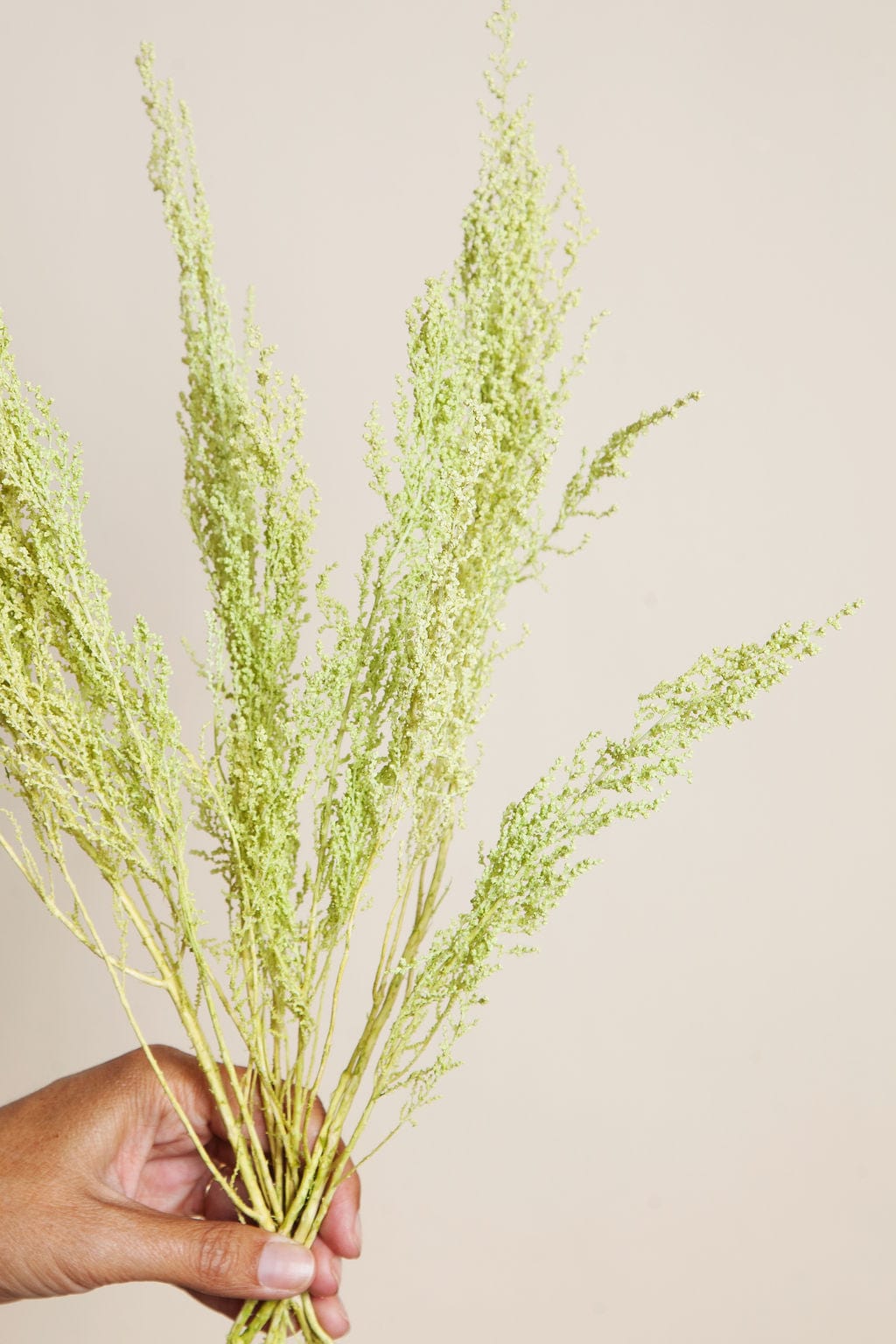Bunches Preserved Spring Green Stoebe send a bouquet- the best flower delivery