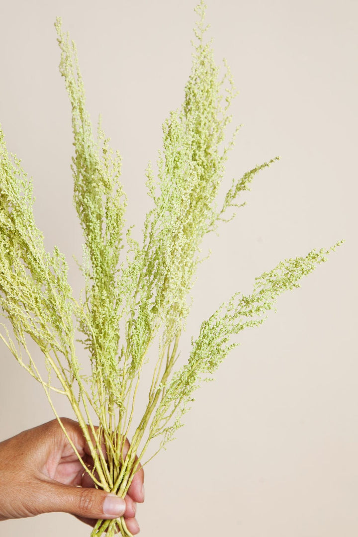 Bunches Preserved Spring Green Stoebe send a bouquet- the best flower delivery