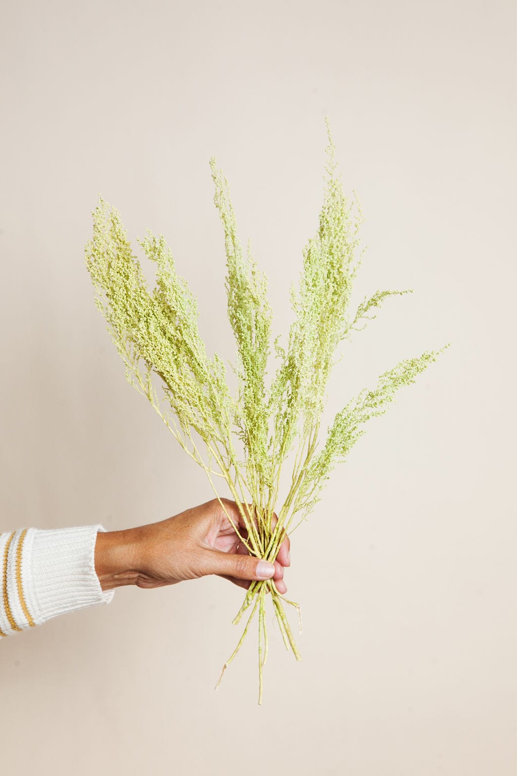 Bunches Preserved Spring Green Stoebe send a bouquet- the best flower delivery