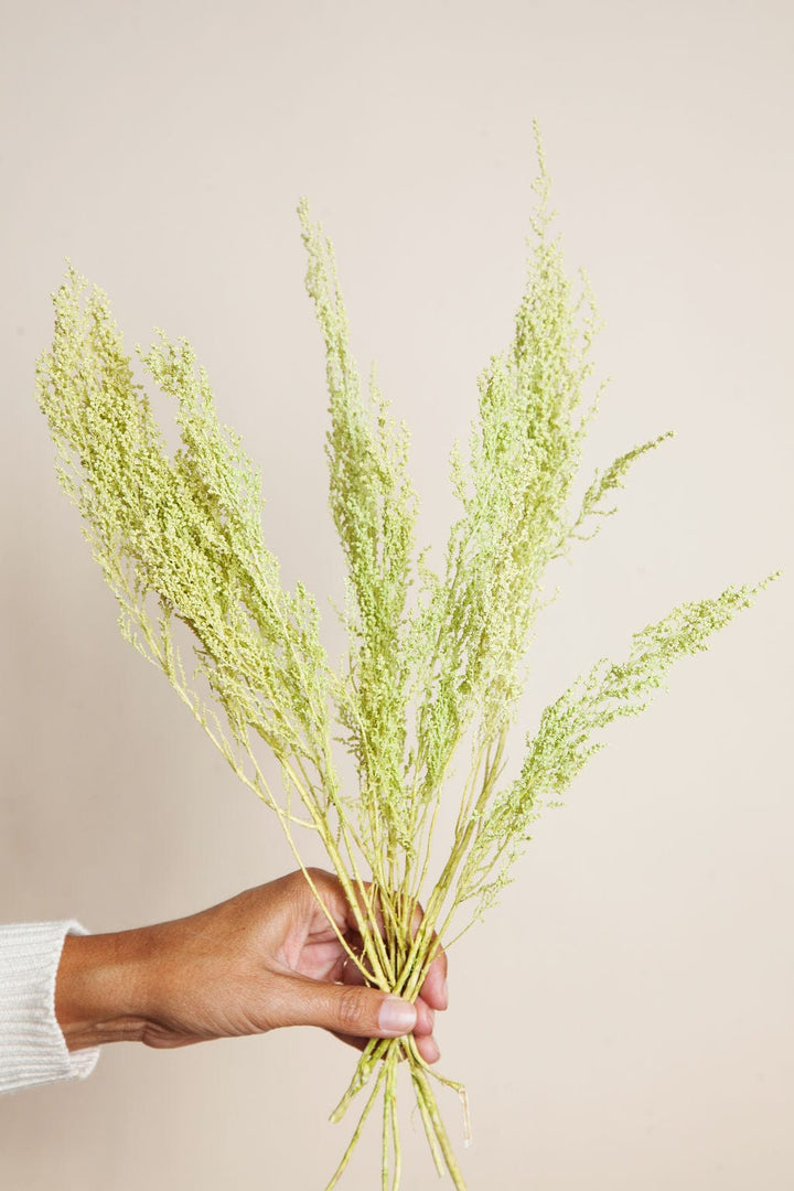 Bunches Preserved Spring Green Stoebe send a bouquet- the best flower delivery