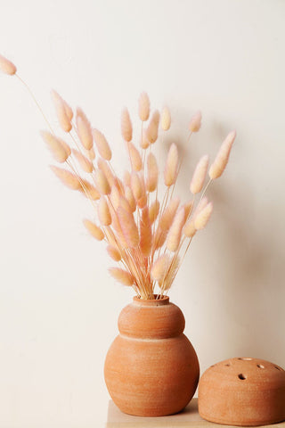 Bunches Preserved Two Tone Apricot Bunny Tail send a bouquet- the best flower delivery