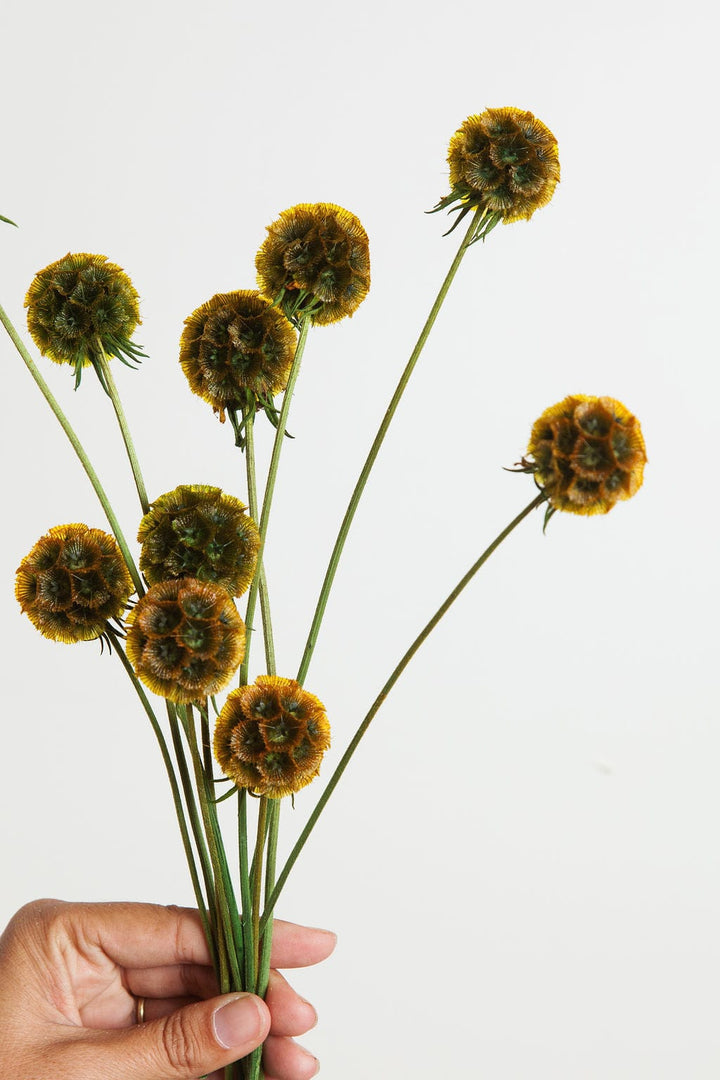 Bunches Preserved Umber Scabiosa Pods send a bouquet- the best flower delivery