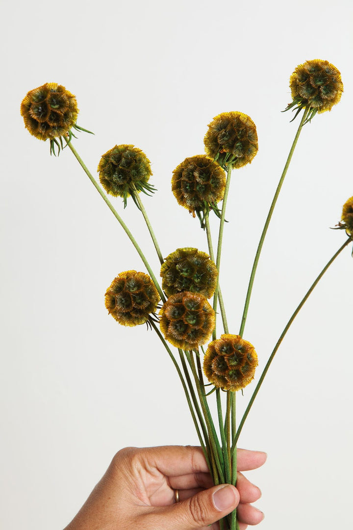 Bunches Preserved Umber Scabiosa Pods send a bouquet- the best flower delivery