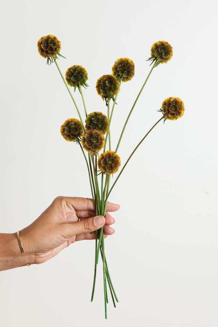 Bunches Preserved Umber Scabiosa Pods send a bouquet- the best flower delivery