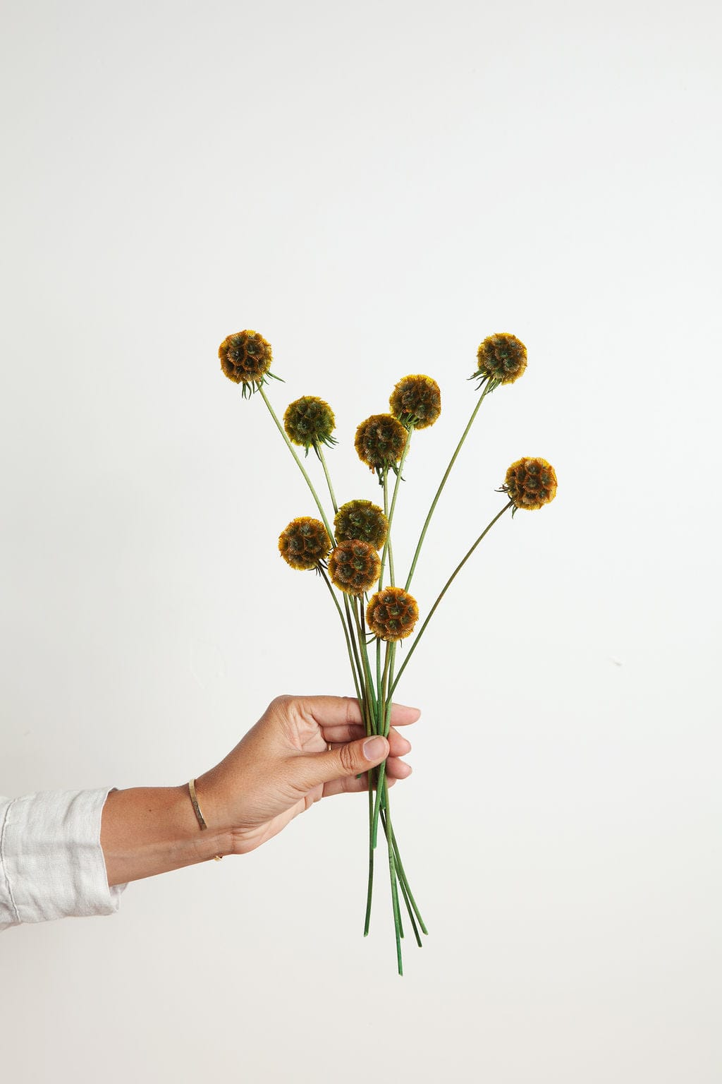 Bunches Preserved Umber Scabiosa Pods send a bouquet- the best flower delivery