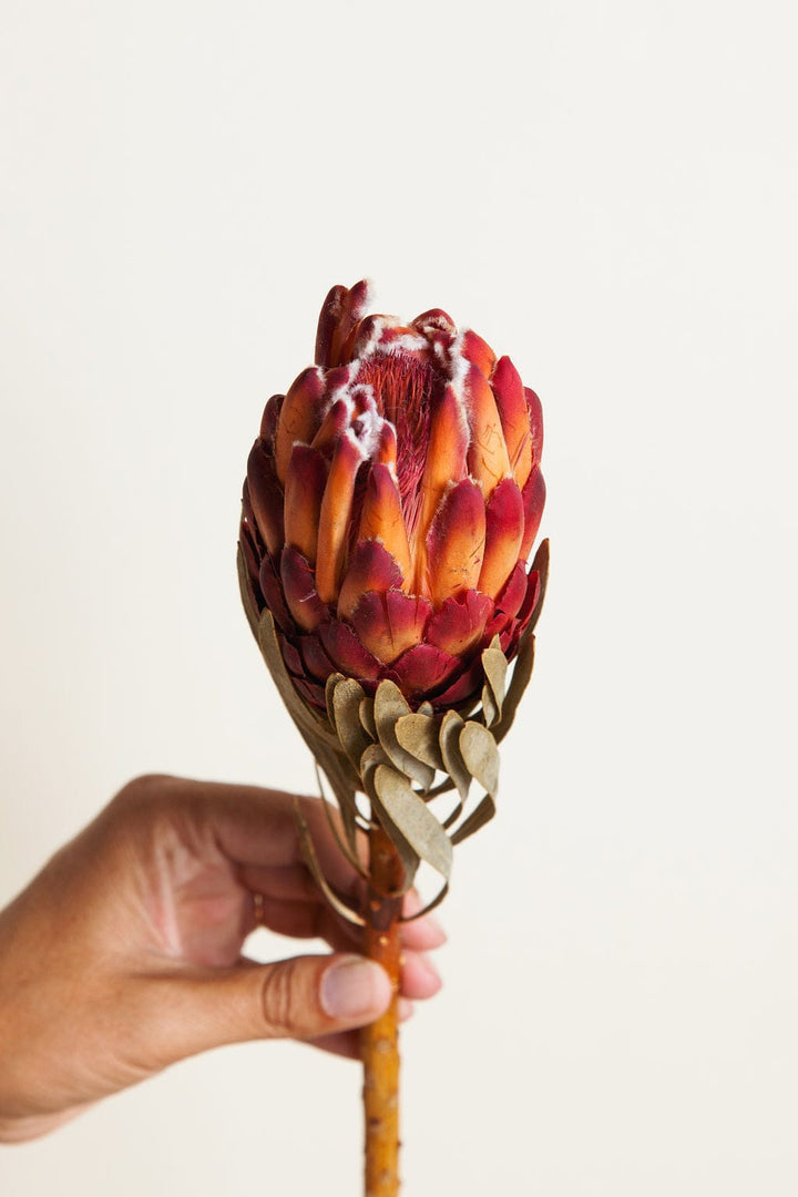Bunches Preserved Venus Protea send a bouquet- the best flower delivery