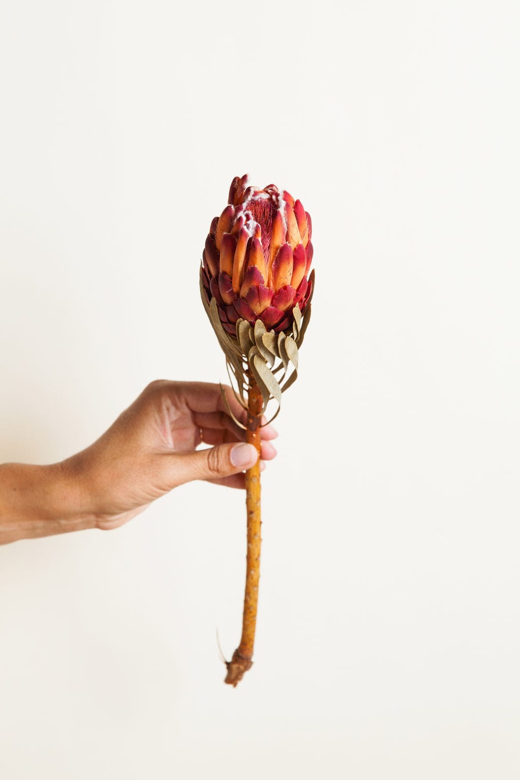Bunches Preserved Venus Protea send a bouquet- the best flower delivery